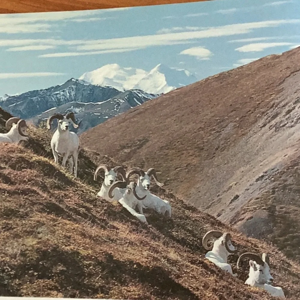Vintage 🏔️ stunning